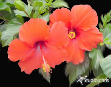 Red Hibiscus in Oils