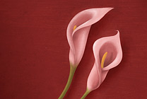 Pink Calla Lily Thumbnail