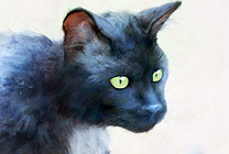 Shadow Thumbnail