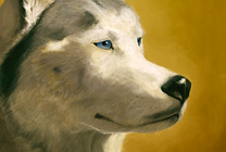 Siberian Husky Thumbnail