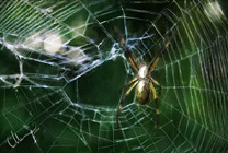 Writing Spider Thumbnail